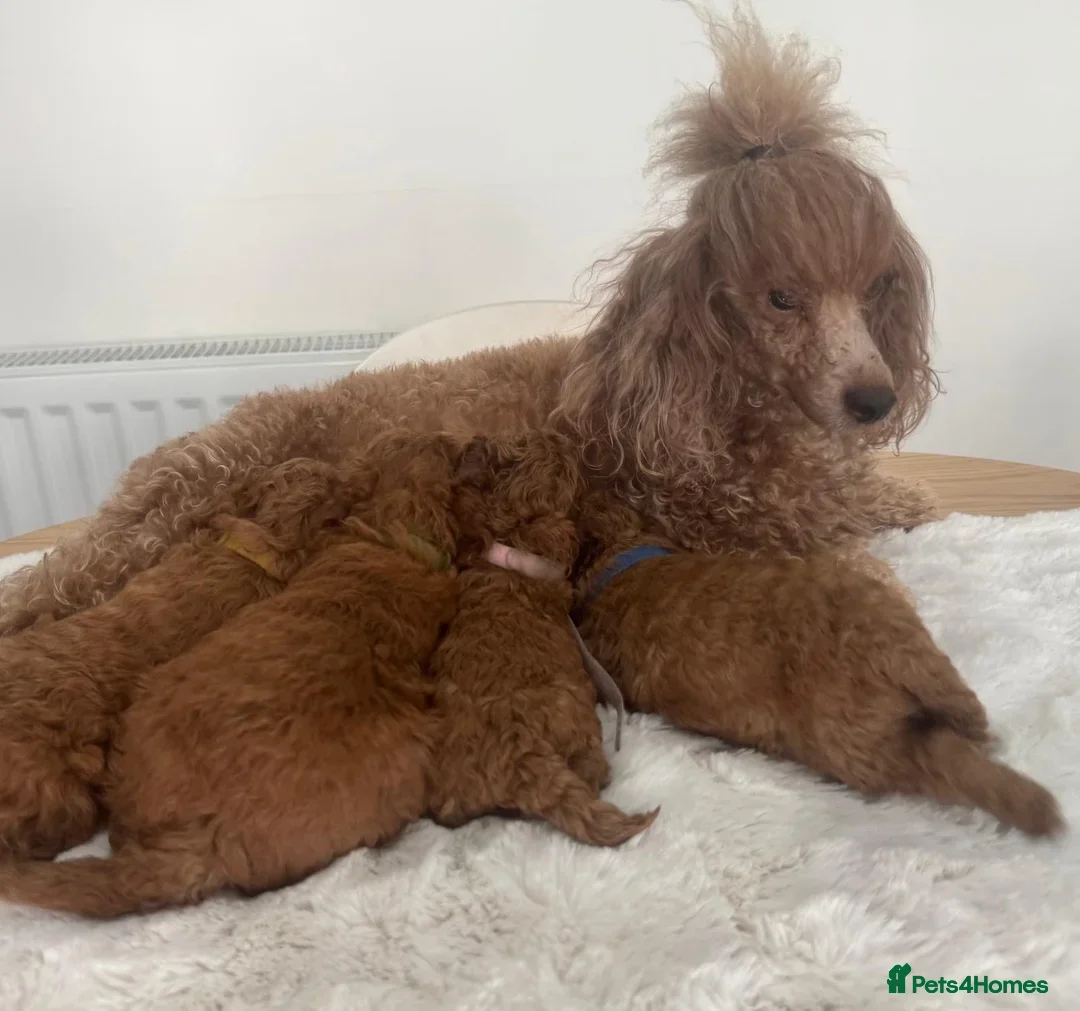 Miniature Poodle dogs for sale: 🐩 Outstanding Deep Red Miniature Poodle Puppies  - Image 2