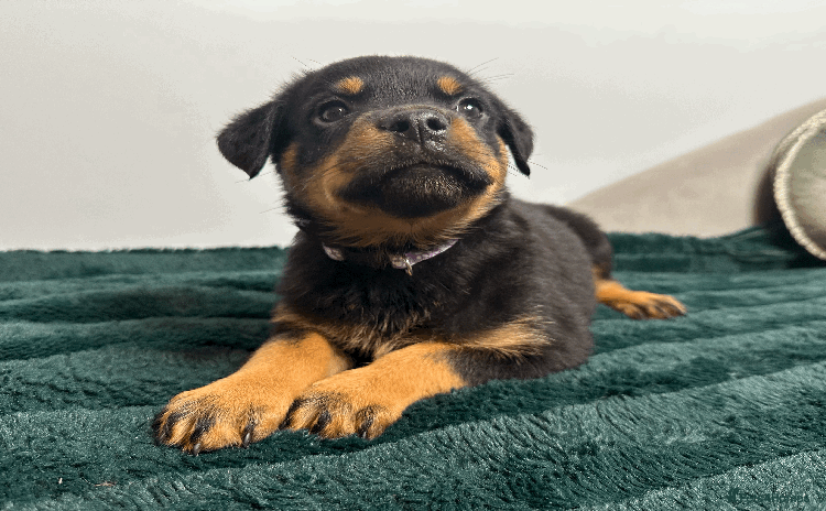 Rottweiler dogs - Advert 3
