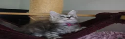 Maine Coon cats for sale: 6 pedigree Mainecoon kittens  - Advert 12