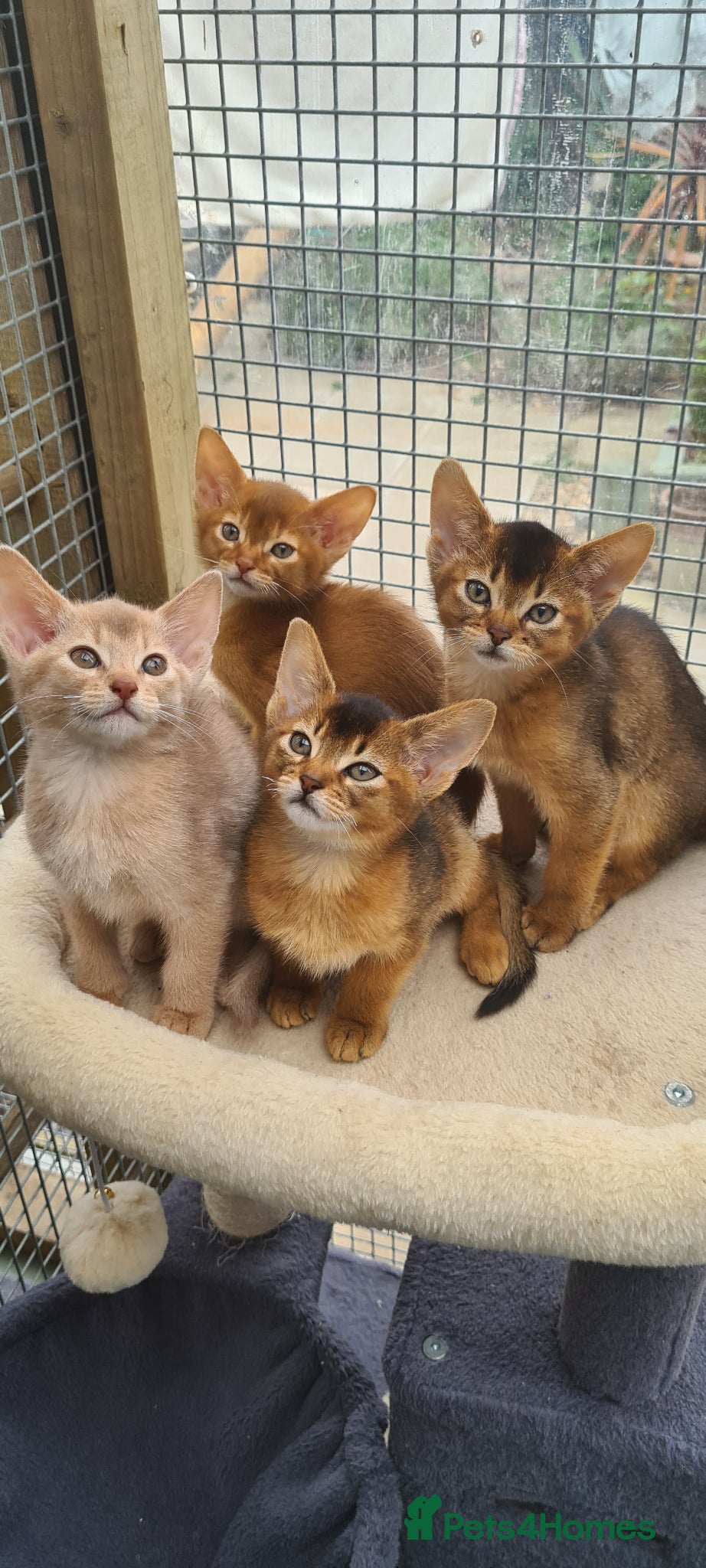 Abyssinian cats Beautiful pedigree tica abyssinian kittens - Advert 18