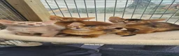 Abyssinian cats for sale: Beautiful pedigree tica abyssinian kittens - Advert 1