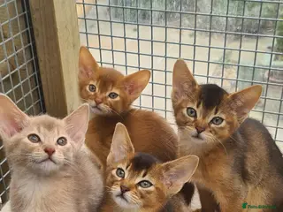 Abyssinian cats Beautiful pedigree tica abyssinian kittens - Advert 2