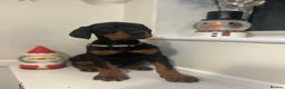 Dobermann dogs for sale: 🏆Supreme Dobermanns - Where Excellence Begins 🏆 - Advert 15