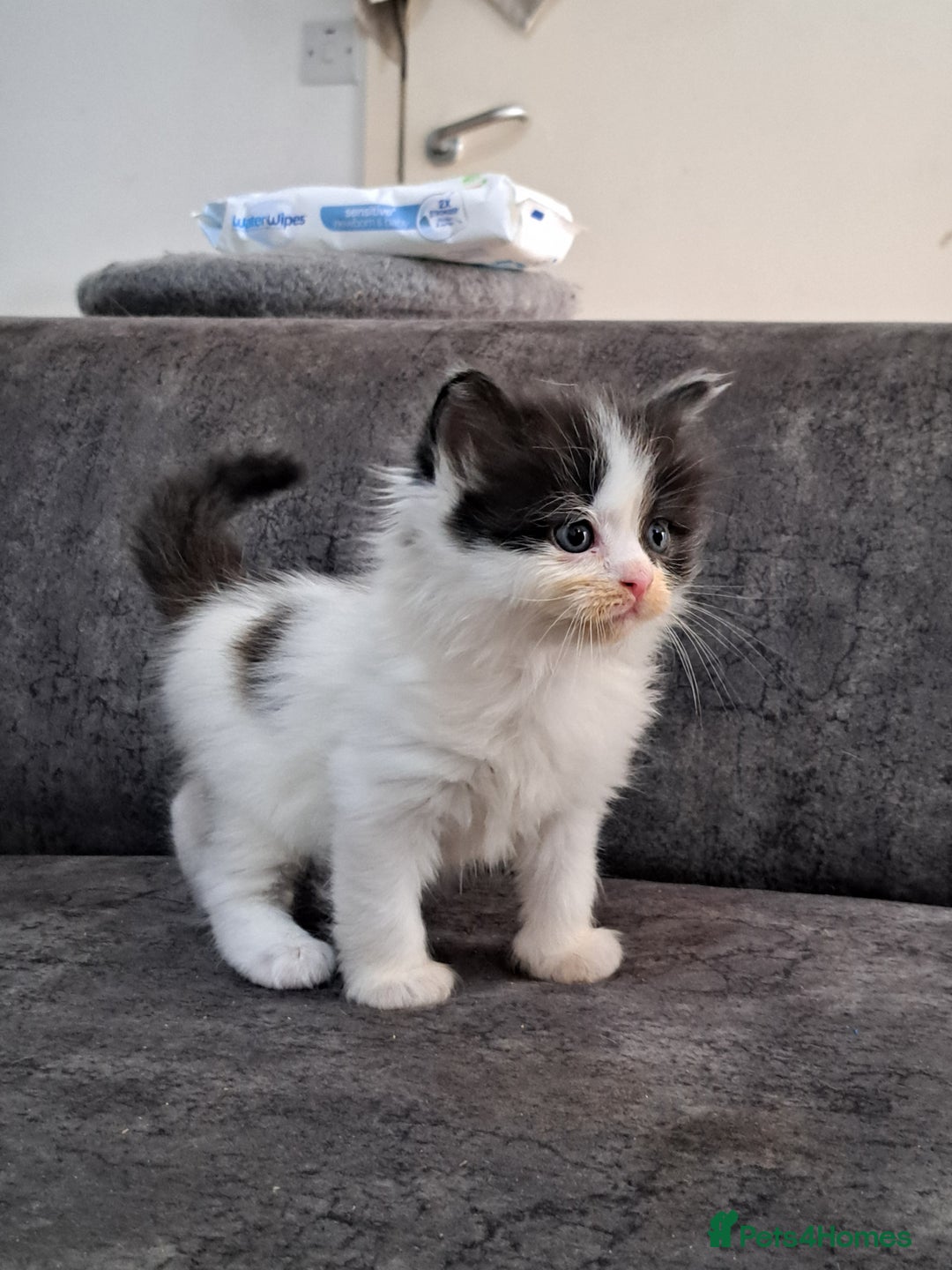 Ragdoll cats for sale: Ragdoll cross babies - Advert 4