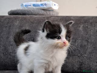 Ragdoll cats Ragdoll cross babies - Advert 4