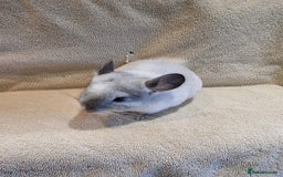 Chinchilla rodents for sale: Beautiful chinchillas for sale  - Image 2