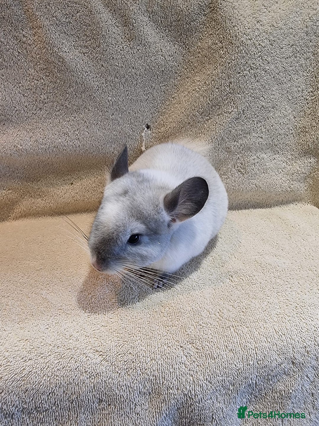 Chinchilla rodents for sale: Beautiful chinchillas for sale  - Image 2