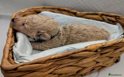 Poochon dogs for sale: Apricot poochons puppies  - Image 11