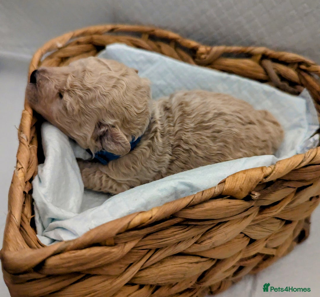 Poochon dogs for sale: Apricot poochons puppies  - Image 11