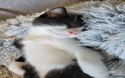 Norwegian Forest Cat cats for sale: Marshal - Image 3