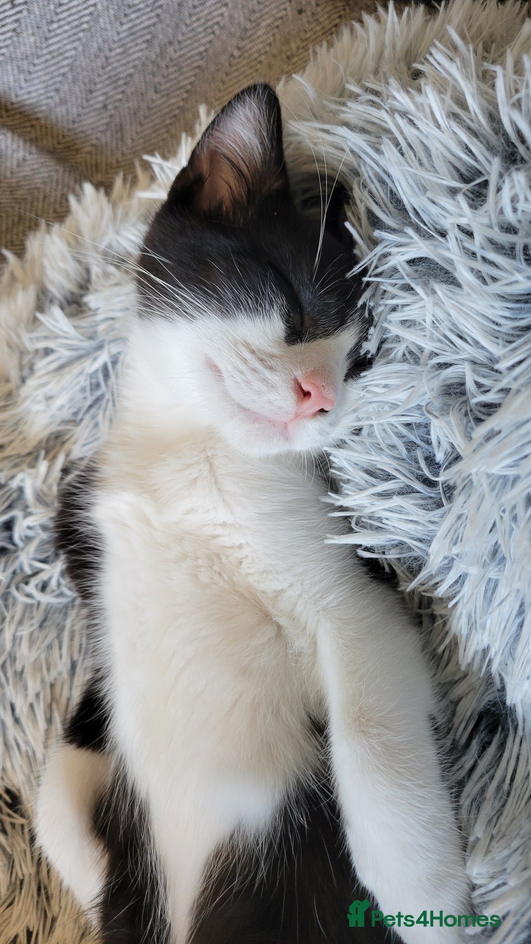 Norwegian Forest Cat cats for sale: Marshal - Image 3