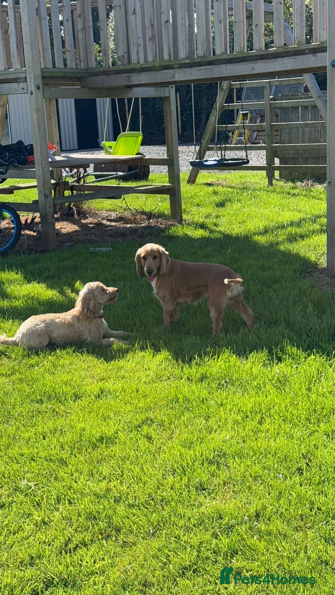 Cocker Spaniel dogs for stud: Honey - Advert 13