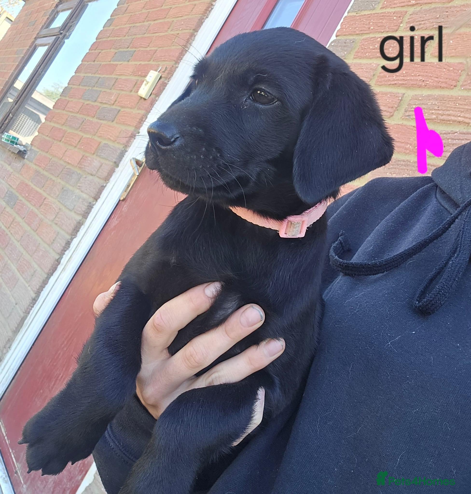 Labrador Retriever dogs Labrador puppies kc registered  - Advert 12