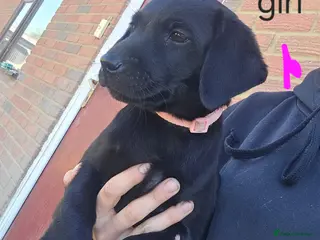 Labrador Retriever dogs Labrador puppies kc registered - Advert 12