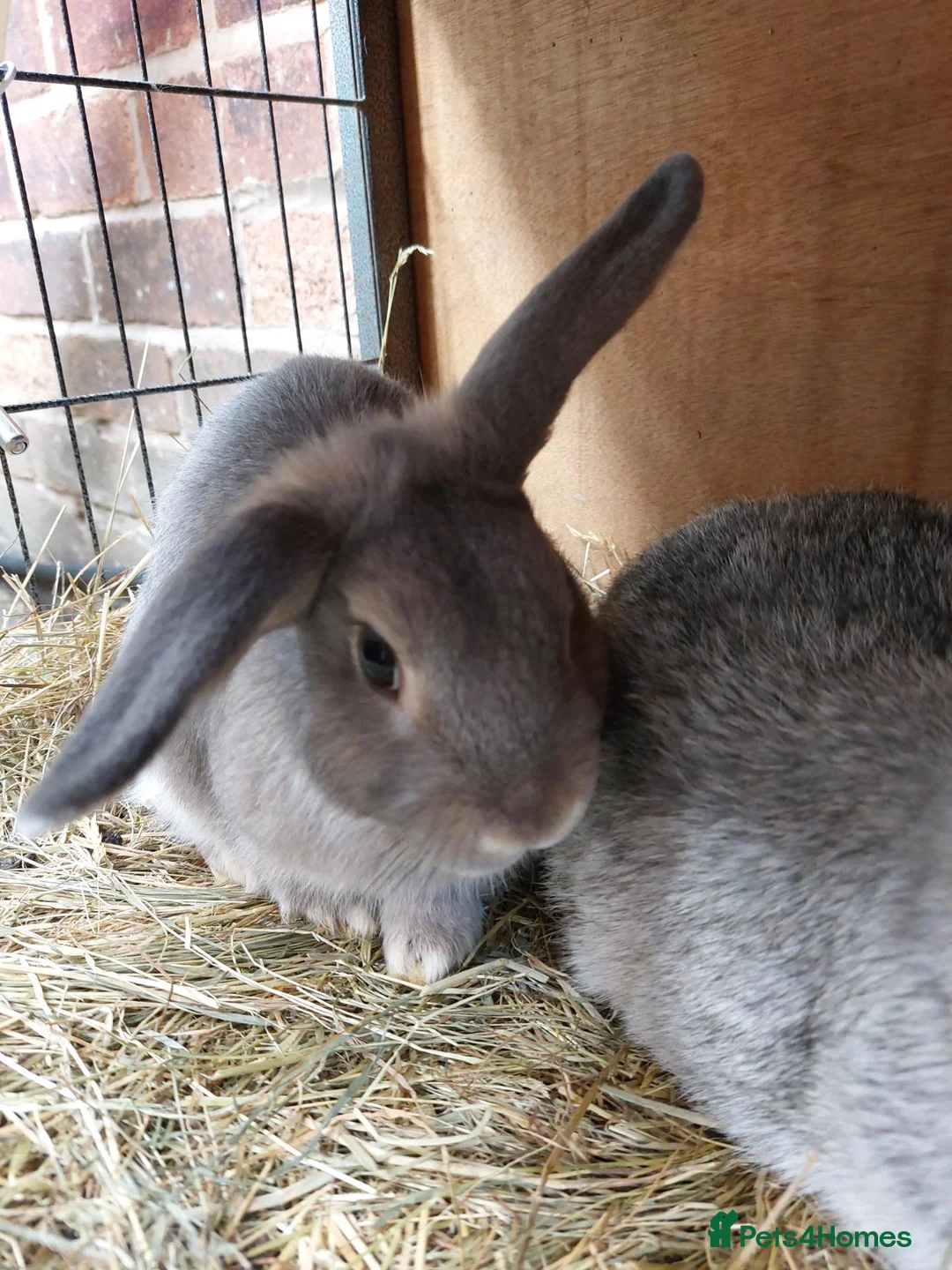 Mixed Breed rabbits for sale: Male mixed breed rabbit  - Advert 2