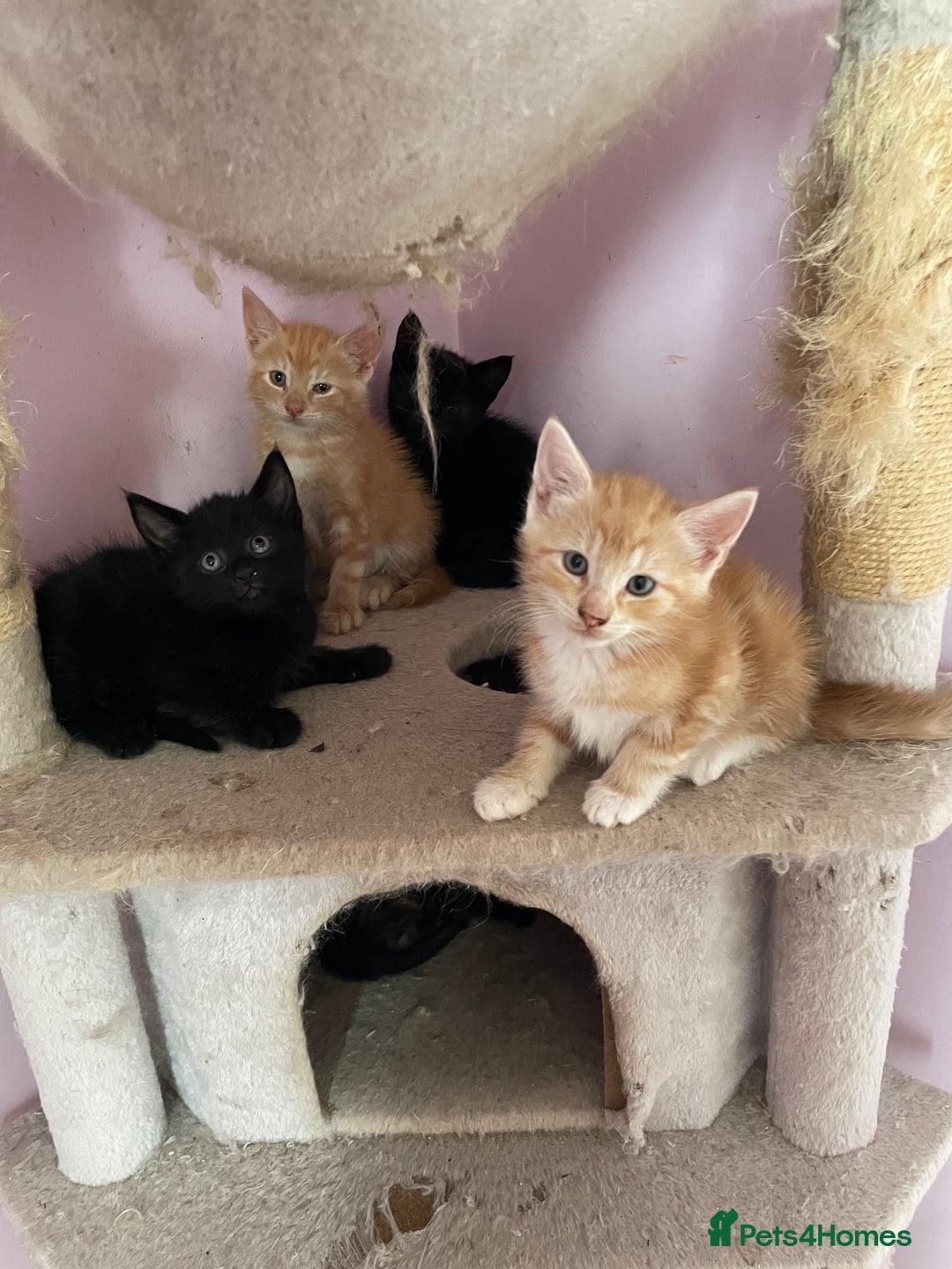 Mixed Breed cats for sale: Kittens for sale - Image 9