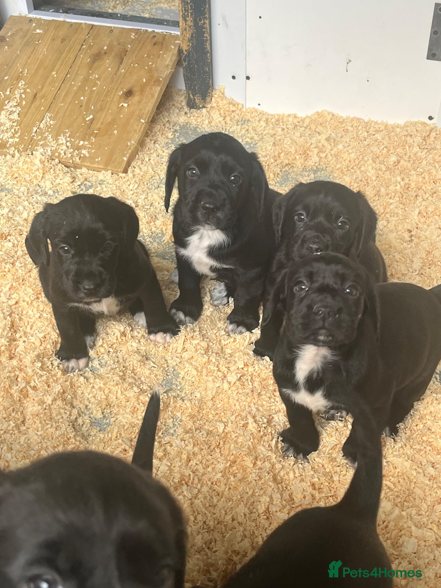 Springador dogs for sale: Stunning Springerdor Pups - Advert 1