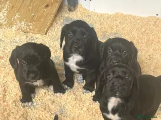 Springador dogs for sale: Stunning Springerdor Pups - Advert 1