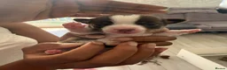 Chihuahua dogs for sale:  Beautiful Chihuahua Puppies  - Advert 6