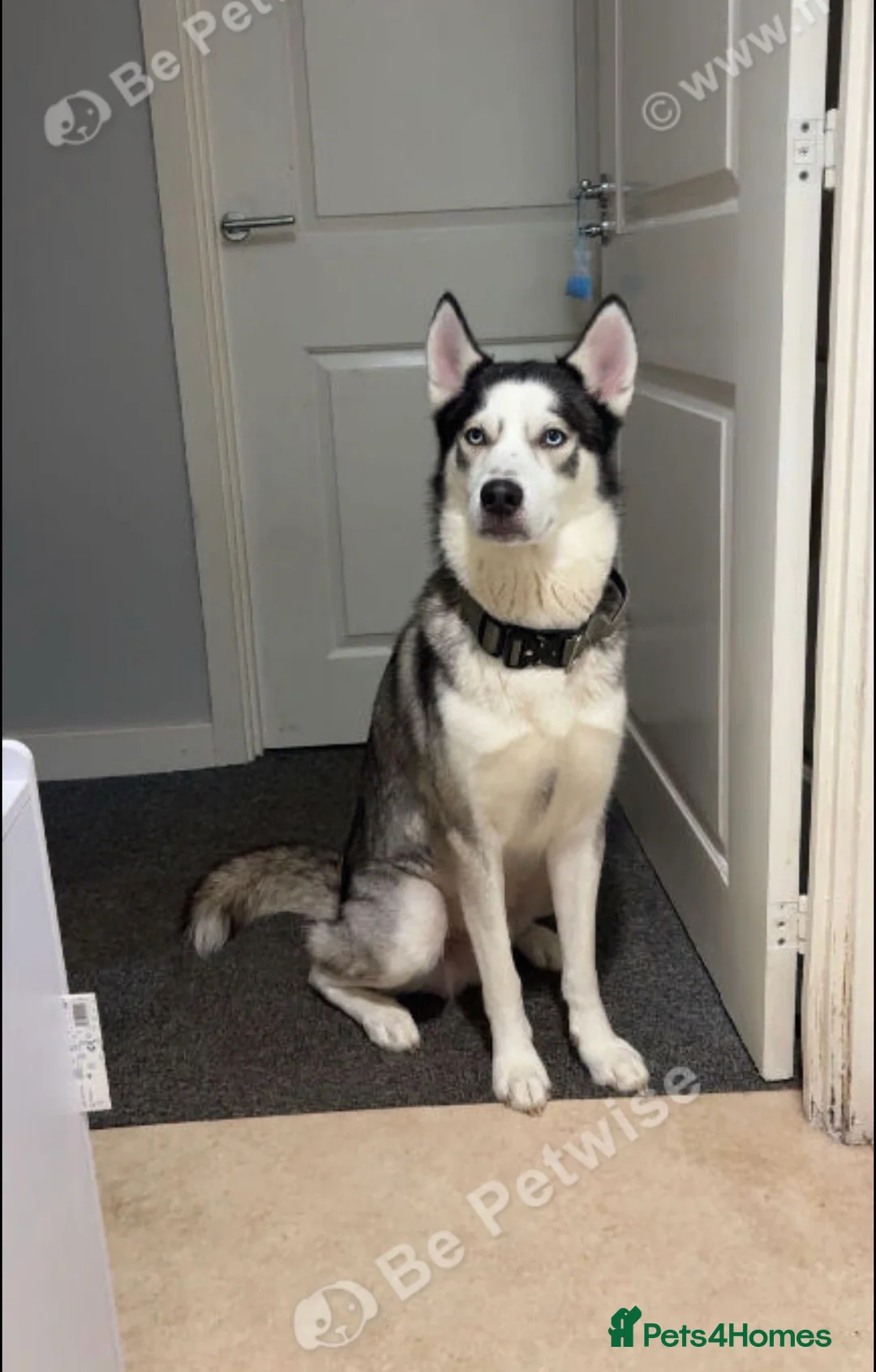 Siberian Husky dogs for sale: Beautiful boy zeus - Advert 2