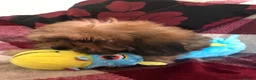 Shihpoo dogs for sale: shihpoo puppies for sale  - Advert 22