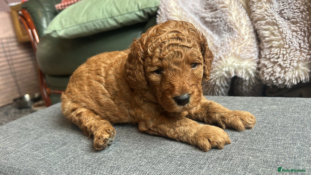 Cockapoo dogs for sale: 5 Stunning Cockapoo girls 💖 - Advert 11