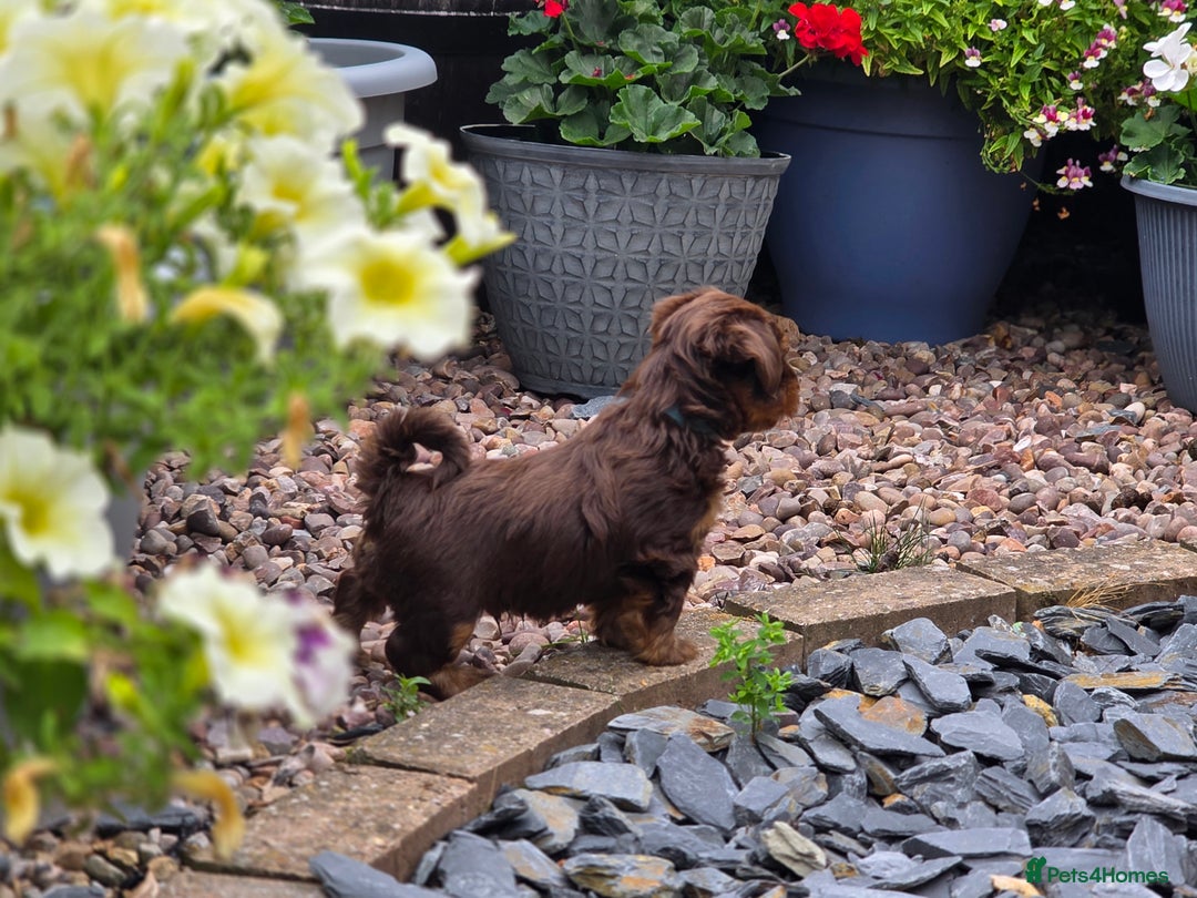 Yorkshire Terrier dogs for sale: Chocolate Yorkies  - Image 23