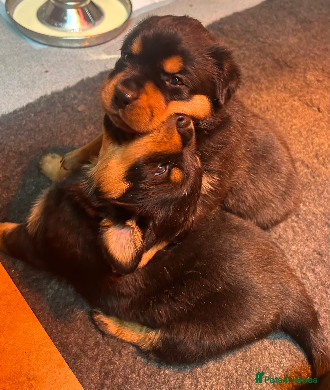 Rottweiler dogs for sale: Stunning KC registered Rottweiler puppies for sale - Advert 7