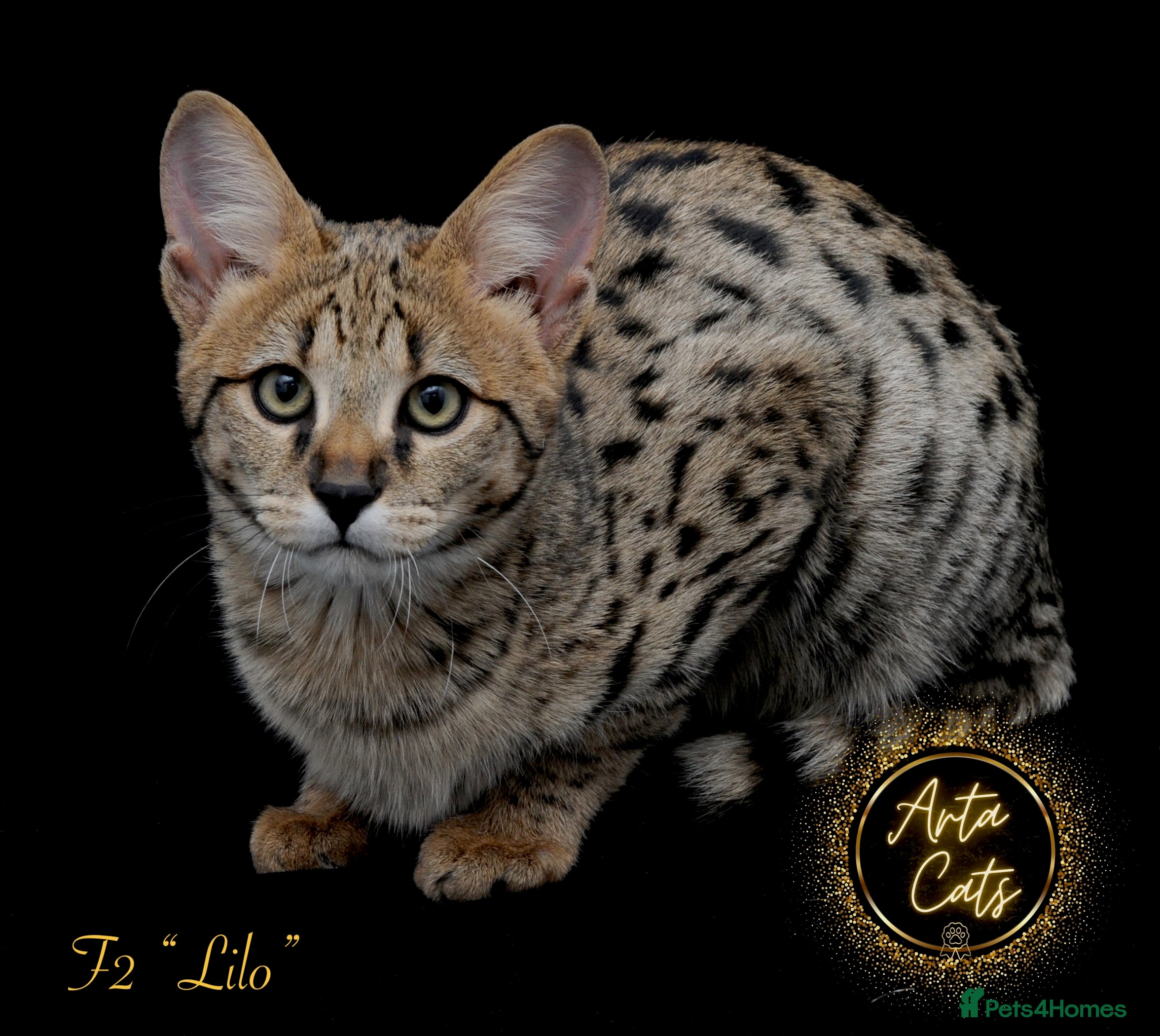Savannah cats Stunning F2 Savannah girls - Advert 1