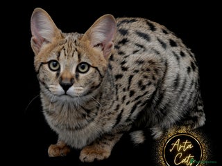 Savannah cats Stunning F2 Savannah girls - Advert 9