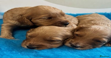Cockapoo dogs - Advert 4