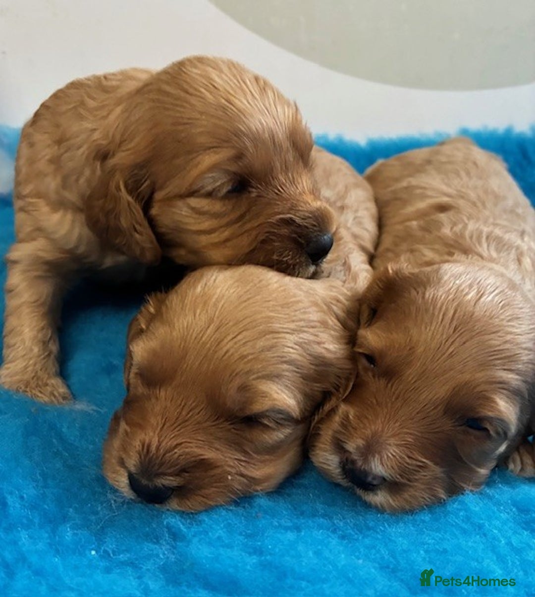 Cockapoo dogs for sale: 🌟 Beautiful F1 Cockapoo puppies 🌟 - Image 2