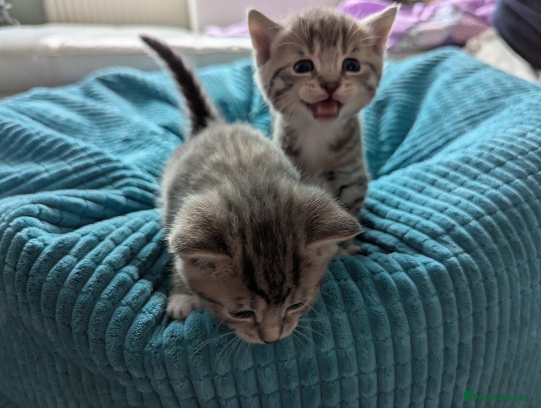Mixed Breed cats for sale: 5 beautiful and playful kittens - Advert 8
