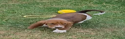 Basset Hound dogs for sale: KC BASSET HOUND PUPPIES  - Advert 26