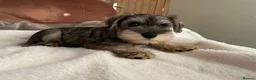 Miniature Schnauzer dogs for sale: pedigree miniature schnauzer boy  - Advert 2