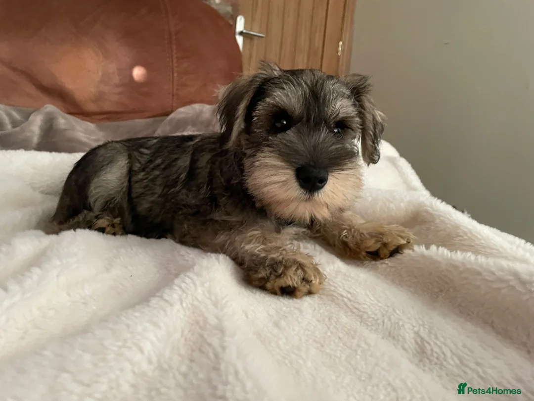 Miniature Schnauzer dogs for sale: pedigree miniature schnauzer boy  - Advert 2