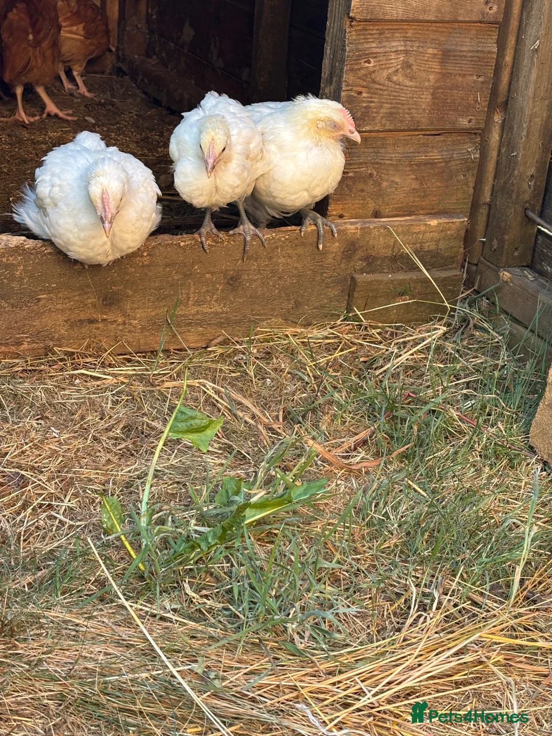 Chickens poultry for sale: 3 brasse chicks   - Advert 1