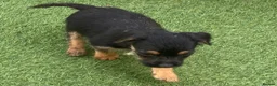 Jack Russell dogs for sale: Jack Russell puppies  - Advert 18