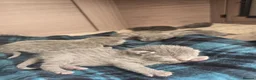 Russian Blue cats for sale: 🐾 Beautiful Russian Blue Kittens 🐾 - Advert 7