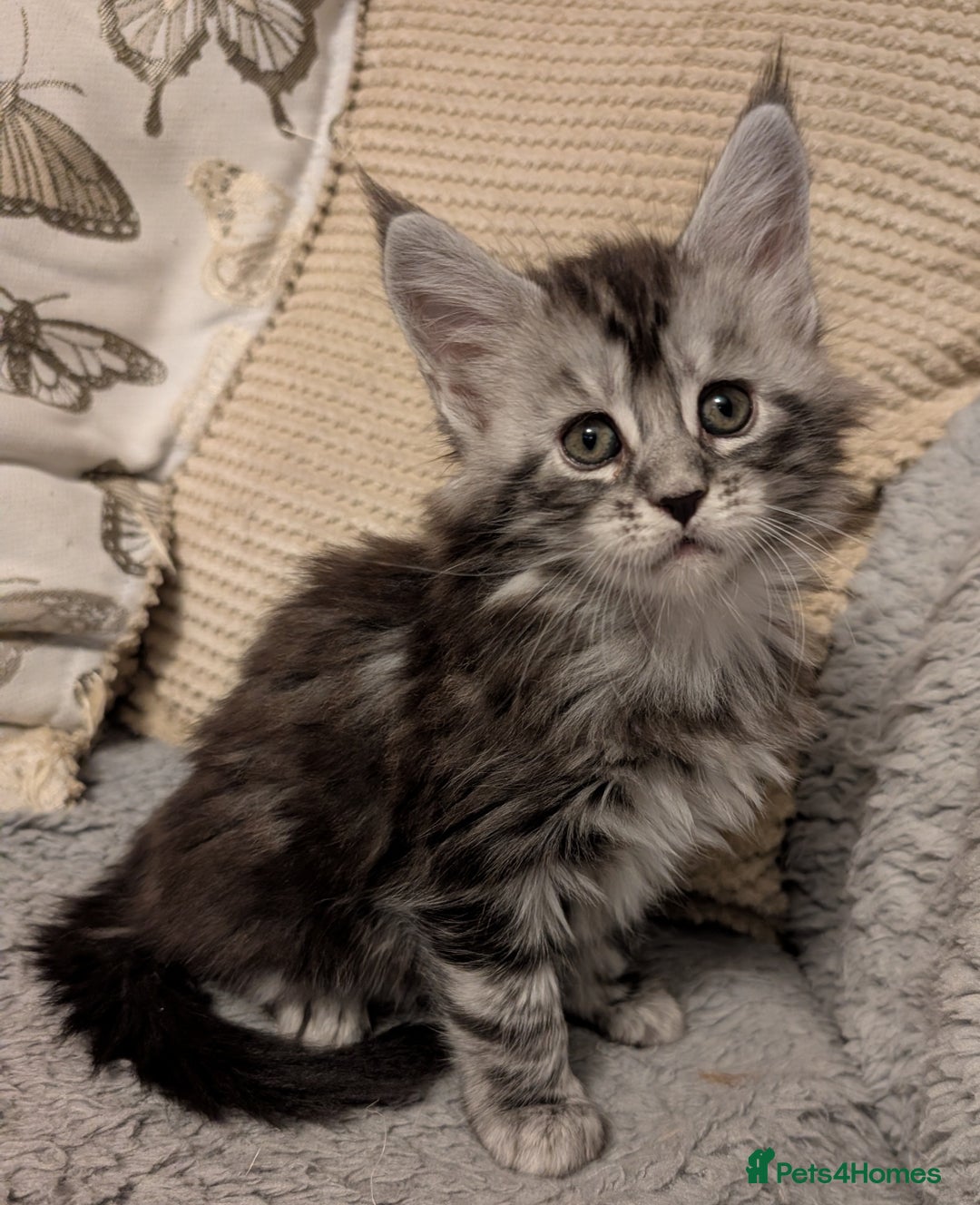 Maine Coon cats for sale: Stunning GCCF registered Maine Coon Kittens  - Advert 9