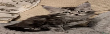 Maine Coon Kitten 8
