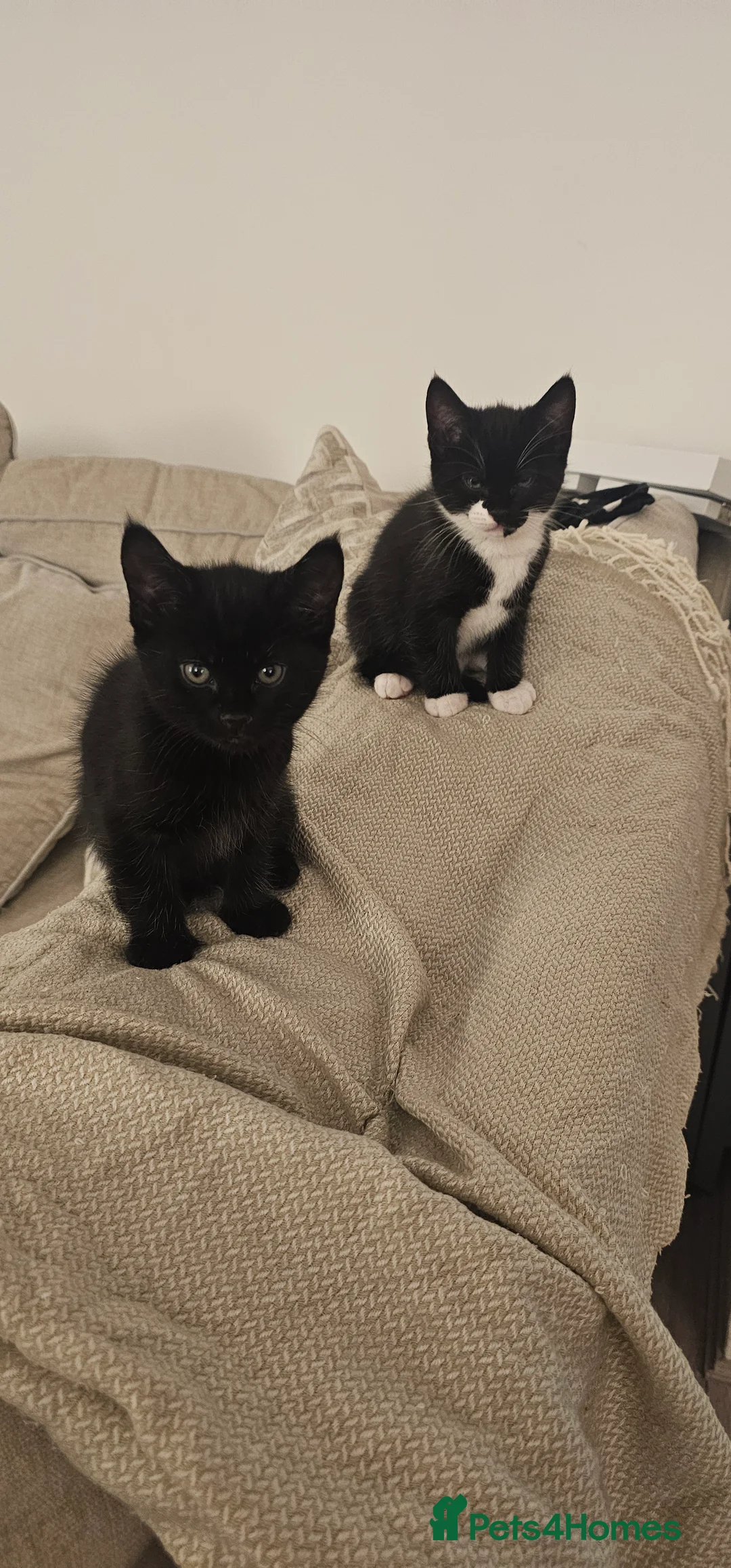 Mixed Breed cats for sale: Bundle of love 2 x beautiful kitties - Advert 4