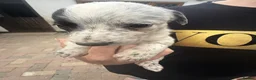 Lurcher dogs for sale: Top quality Lurcher puppies - Advert 23