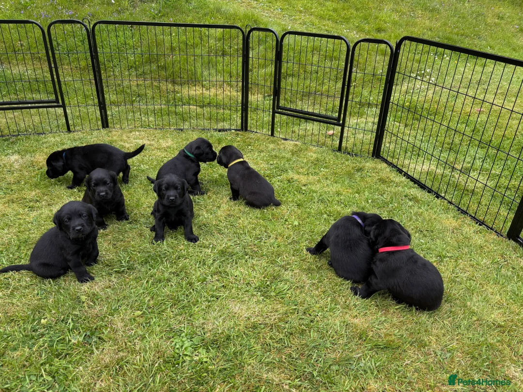 Labrador Retriever dogs for sale: 8 Black Labrador Puppies, superb pedigree in Narberth - Advert 1