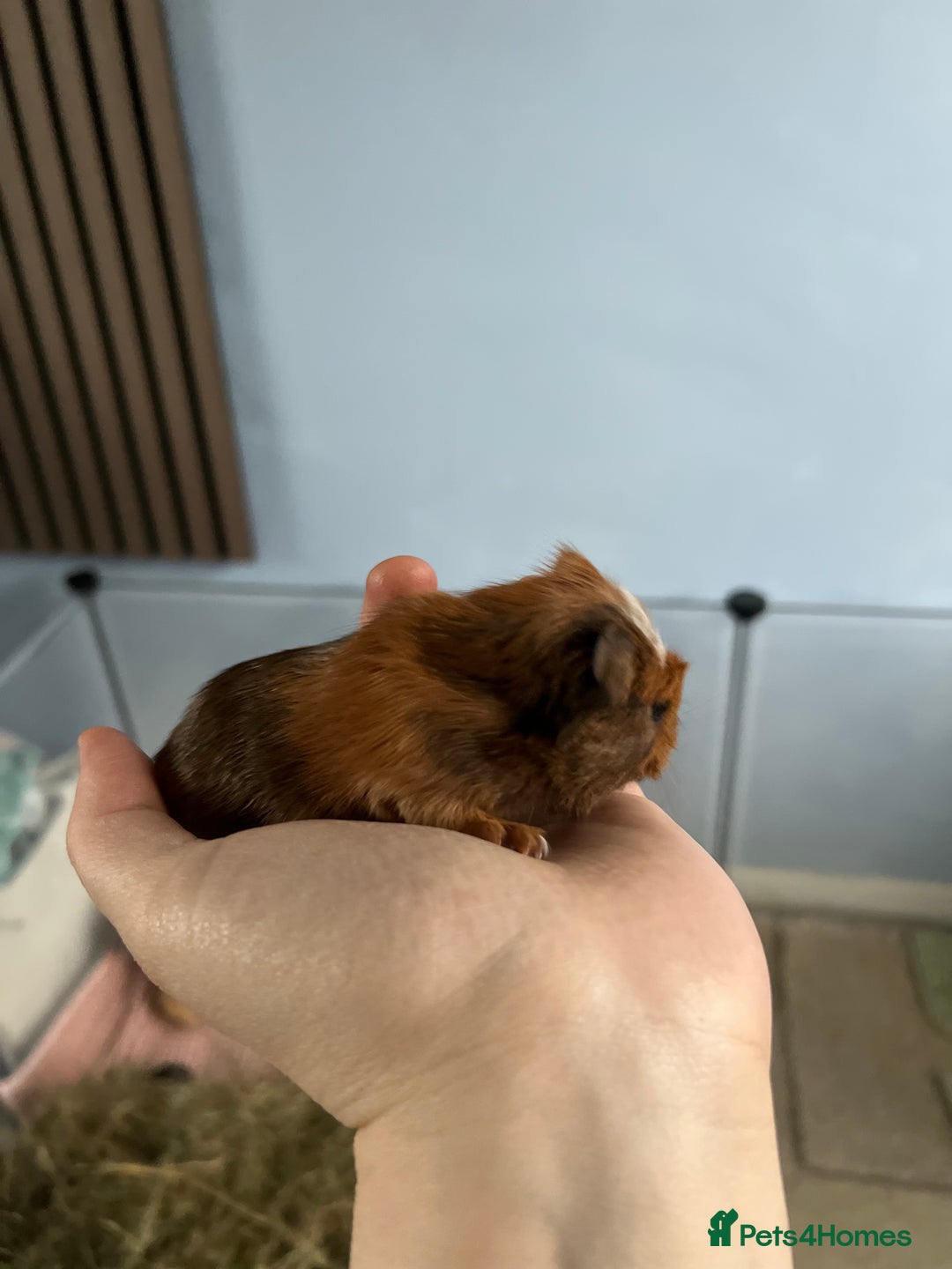 Guinea Pig rodents for sale: Female guinea pig - Advert 2
