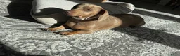 Miniature Dachshund dogs for sale:  Miniature dachshund  - Advert 4
