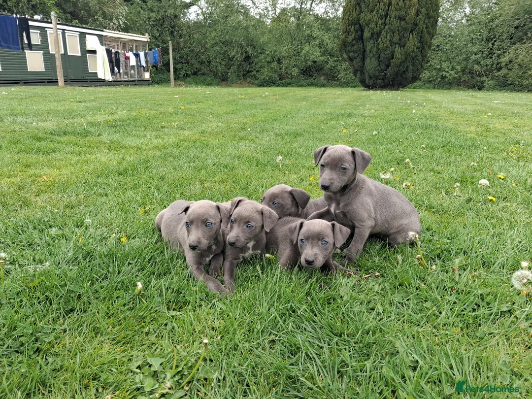 Whippet dogs for sale: Pure blue whippet puppies  - Advert 2