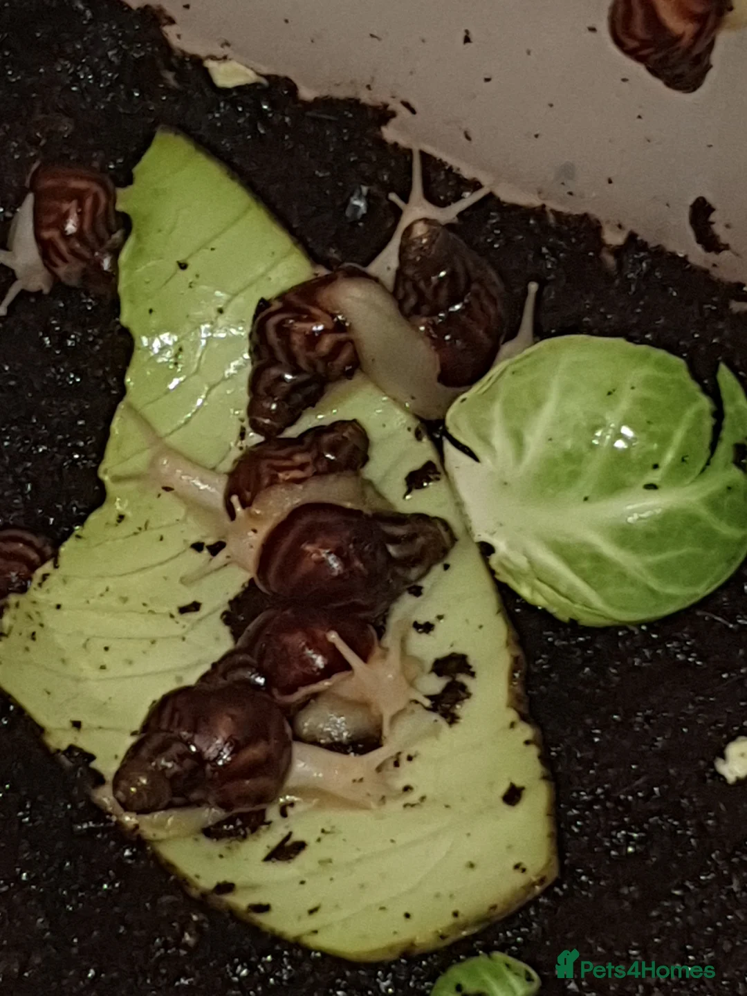 Snails invertebrates for sale: Giant African Land Snail babies - Advert 9