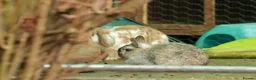 Netherland Dwarf rabbits for sale: The odd couple  - Advert 1