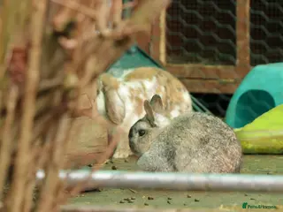 Netherland Dwarf rabbits The odd couple - Advert 1